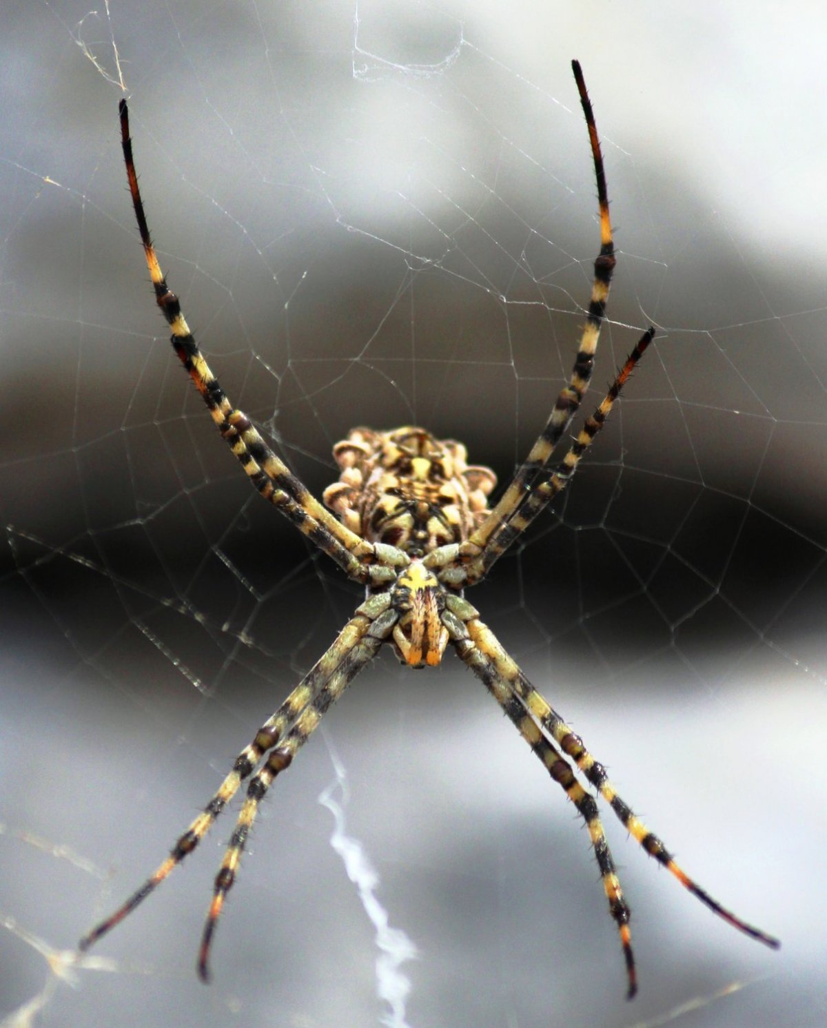 Паук Зебра Аргиопа