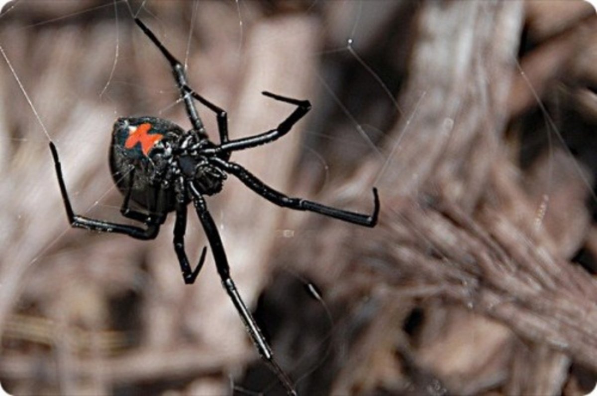 Паук черная вдова Каракурт