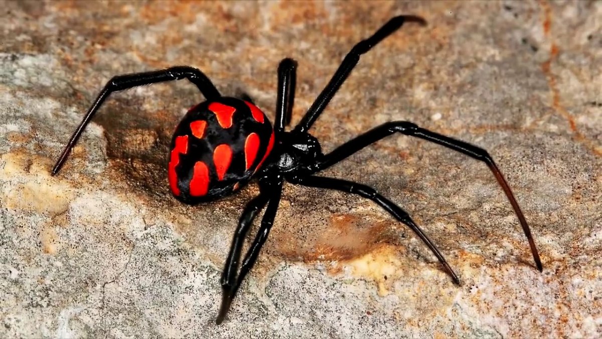 Паук-волк Тарантул Крымский