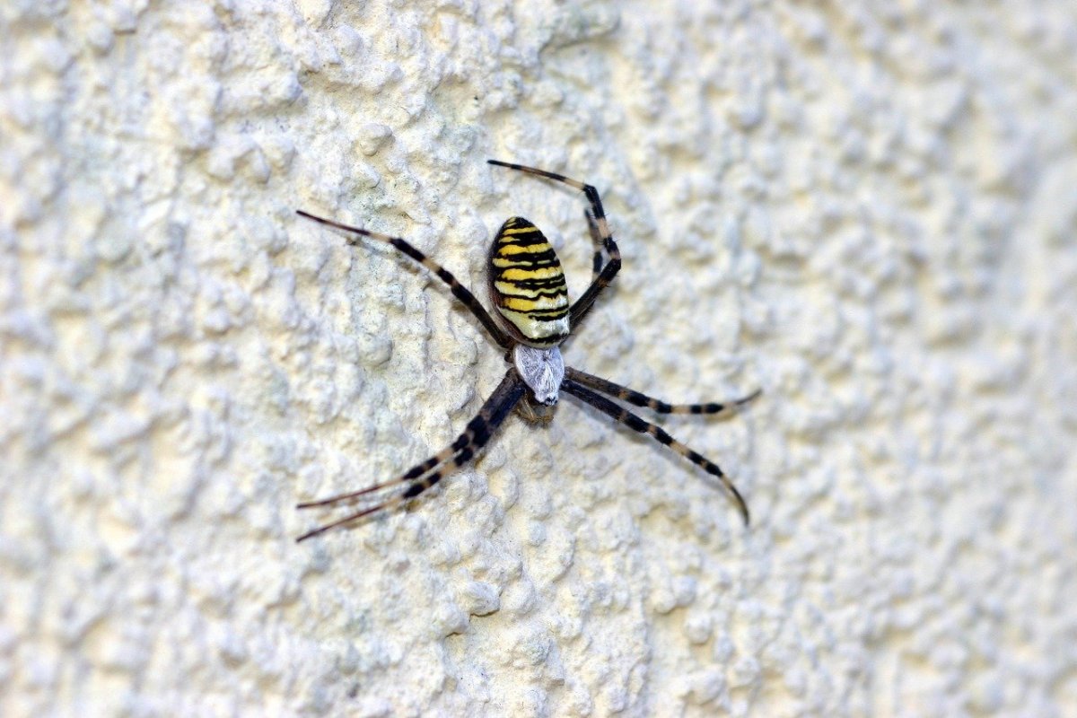Ядовитые пауки в России