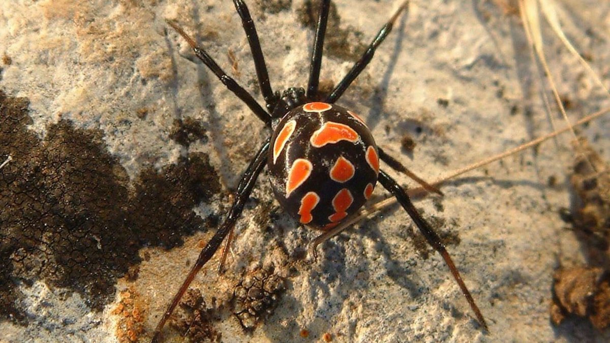 Паук черно желтый в полоску