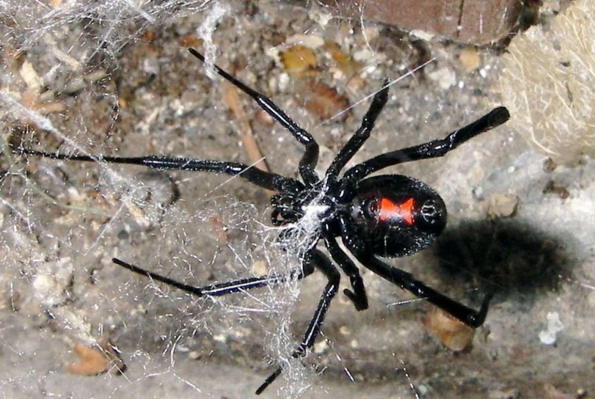 Каракурт (Latrodectus tredecimguttatus)