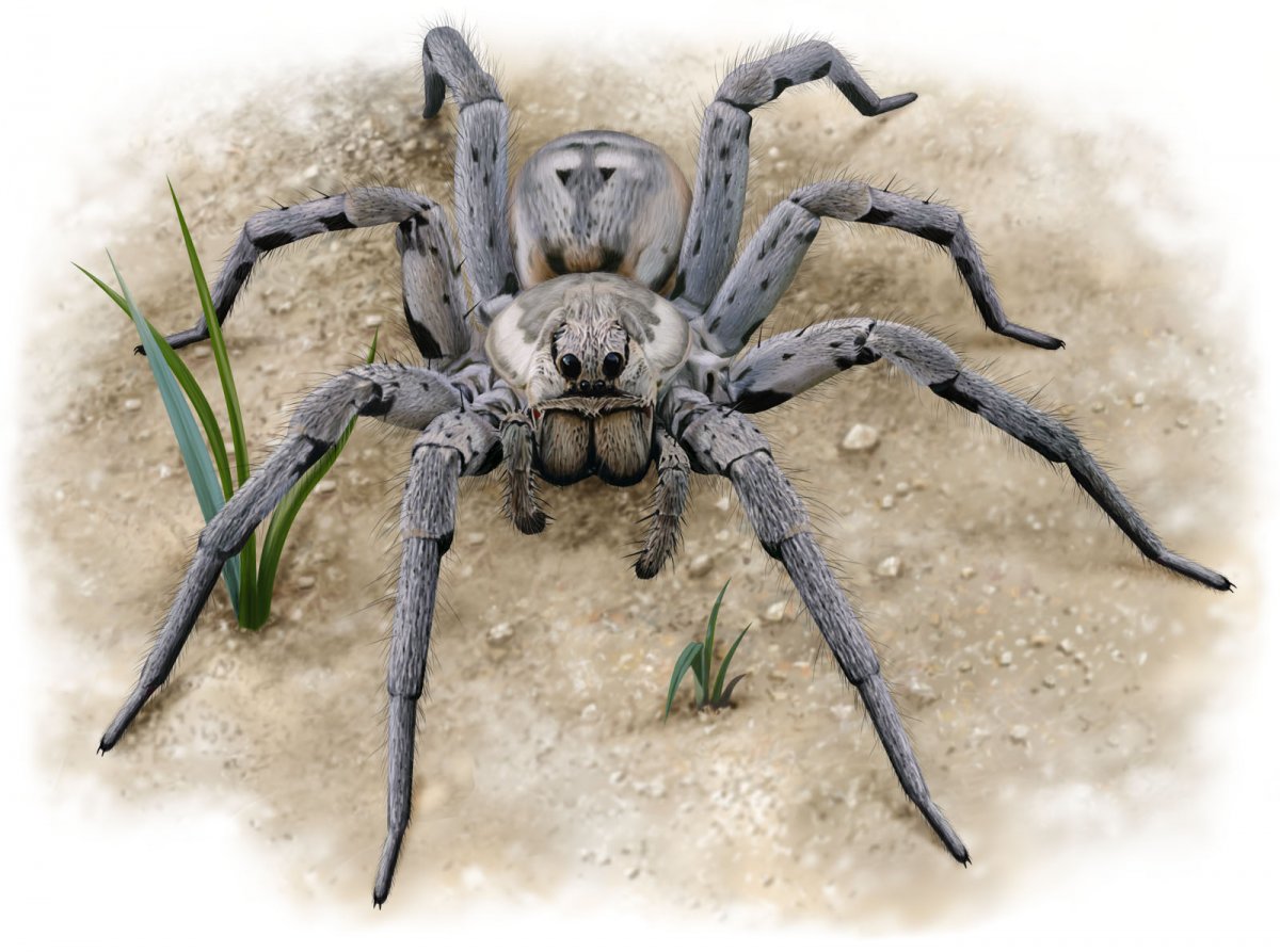 Паук скакун с детенышами