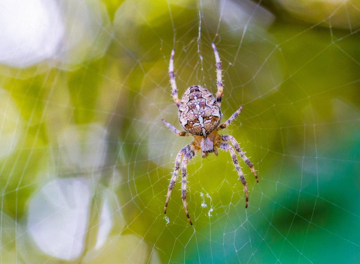 Новогодний паук