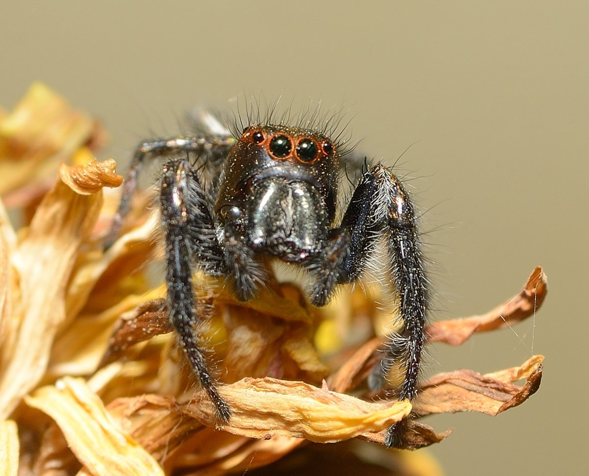 Красивый фон паук