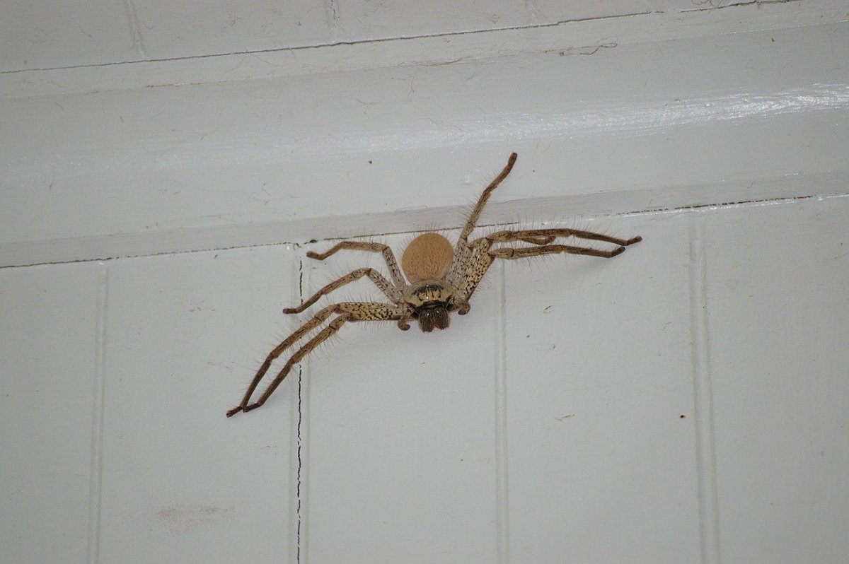 Австралия паук на стене