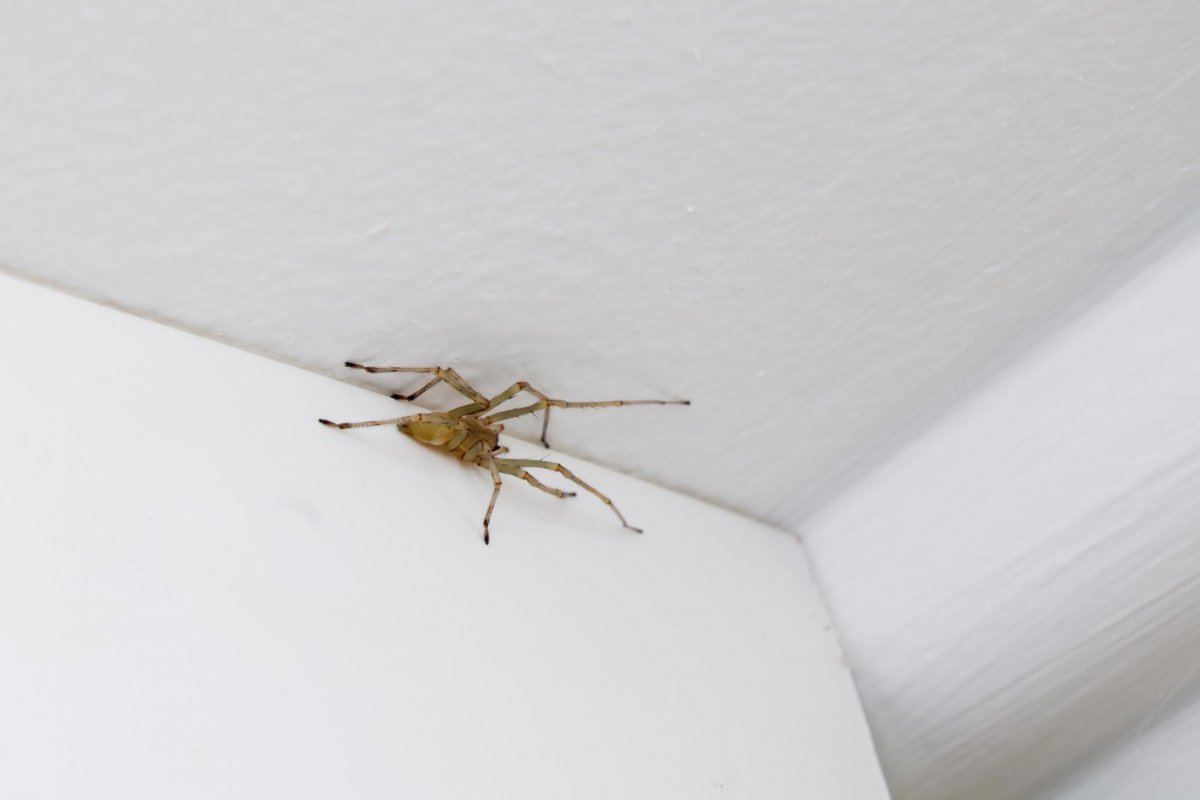 Паучок на потолке