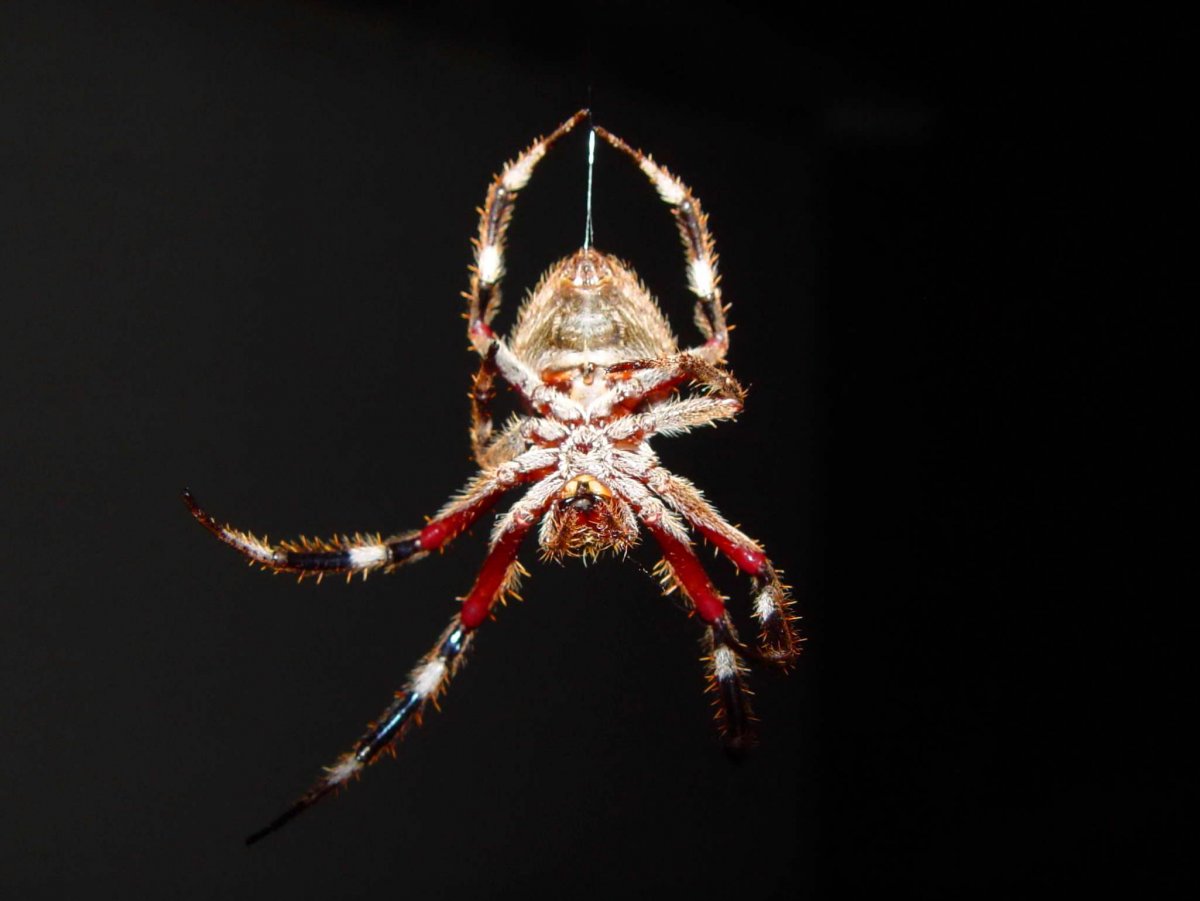 Паук спускается на паутине