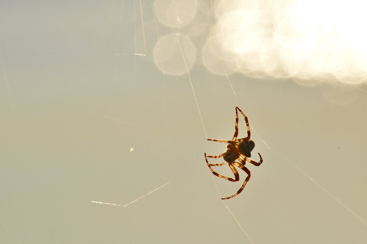 Паучок висит