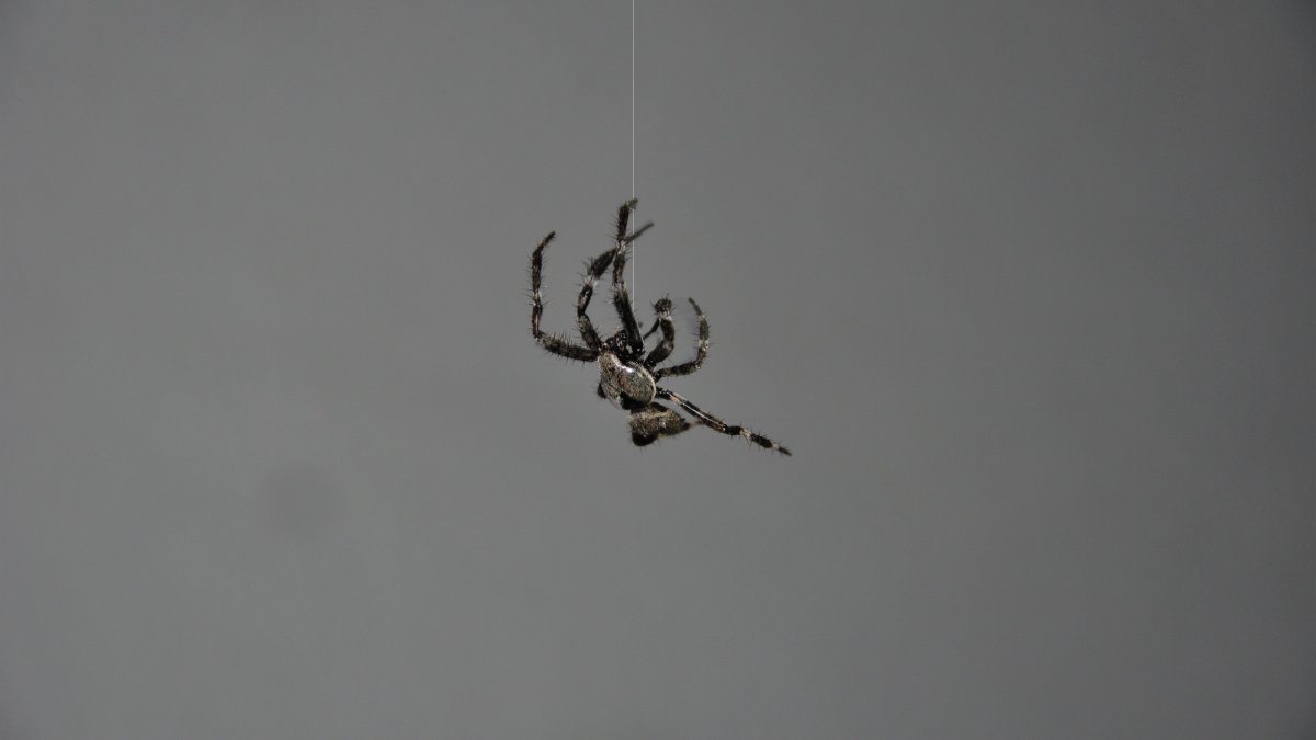 Живые обои пауки на рабочий стол