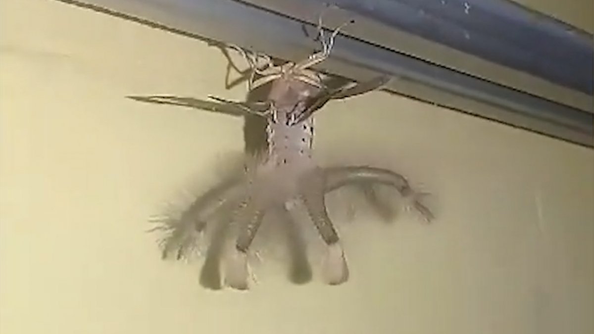 Насекомые на потолке