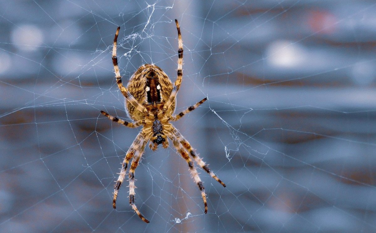 Паук с полосатыми лапами