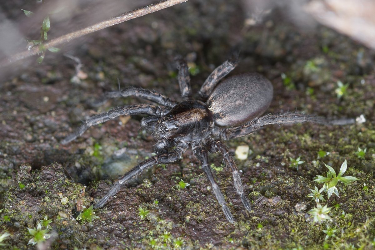 Пауки кировской области