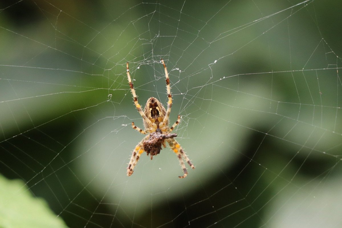 Паук картина