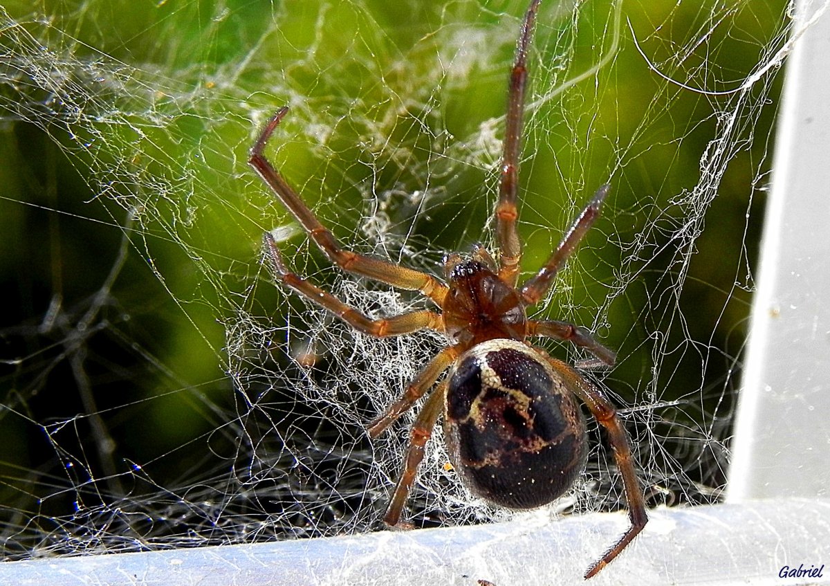 Araneus diadematus паук крестовик