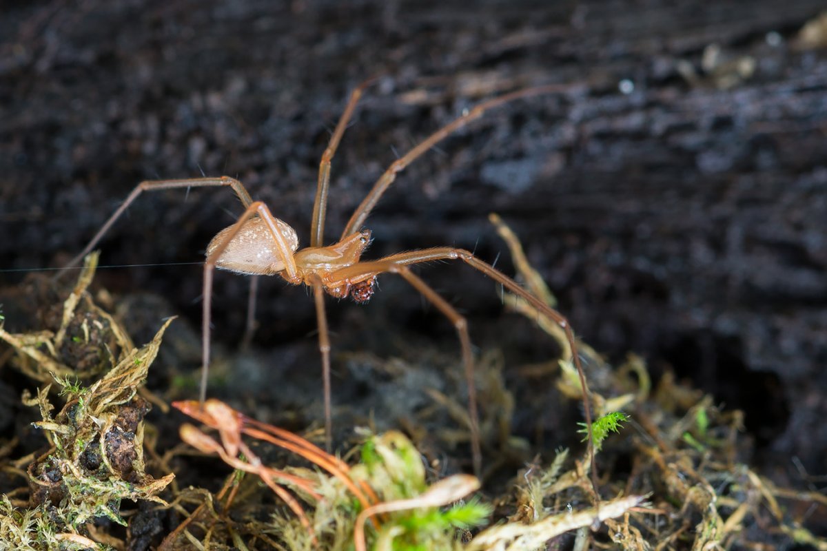 Ядовитые пауки Кировской области