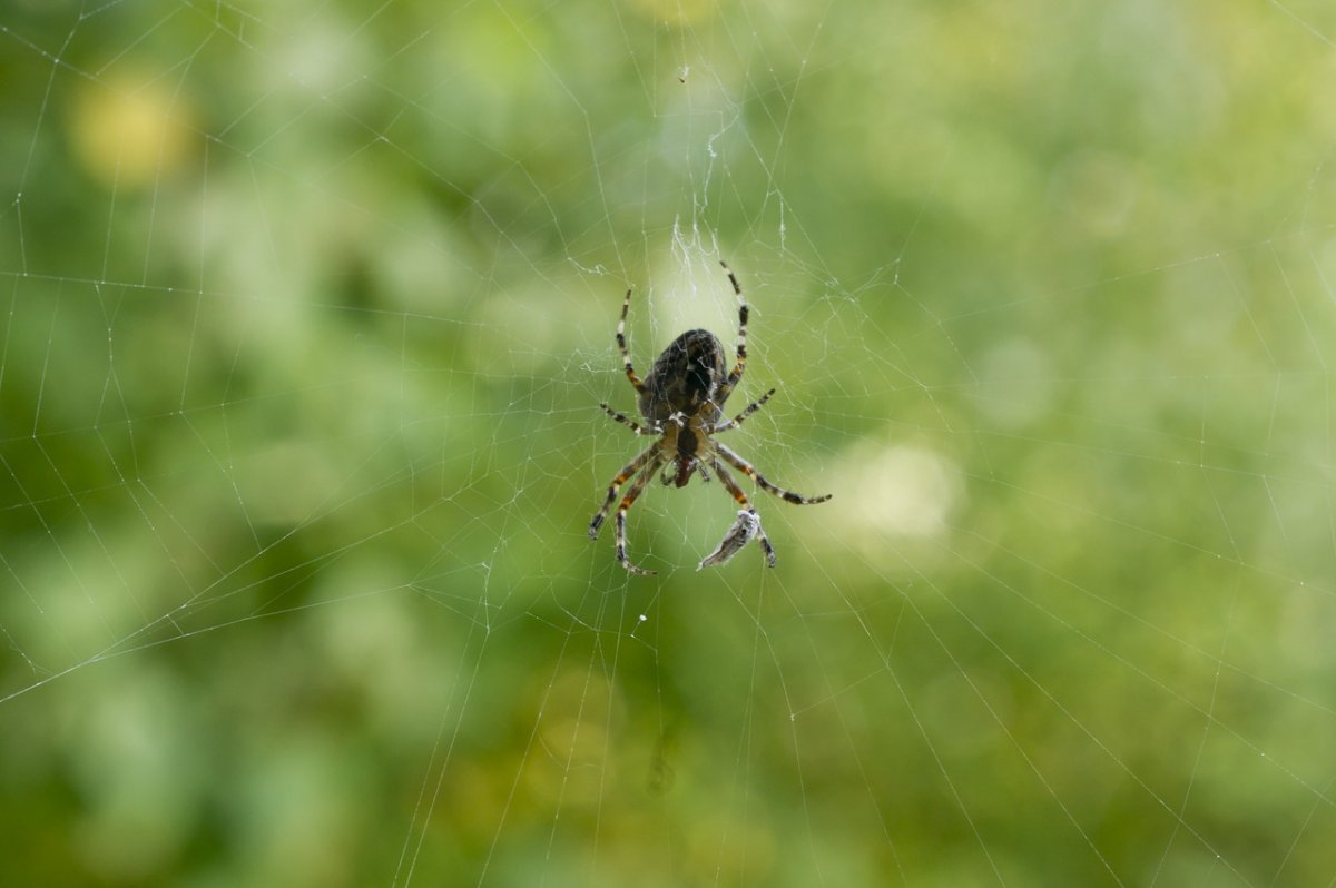 Araneus паутина