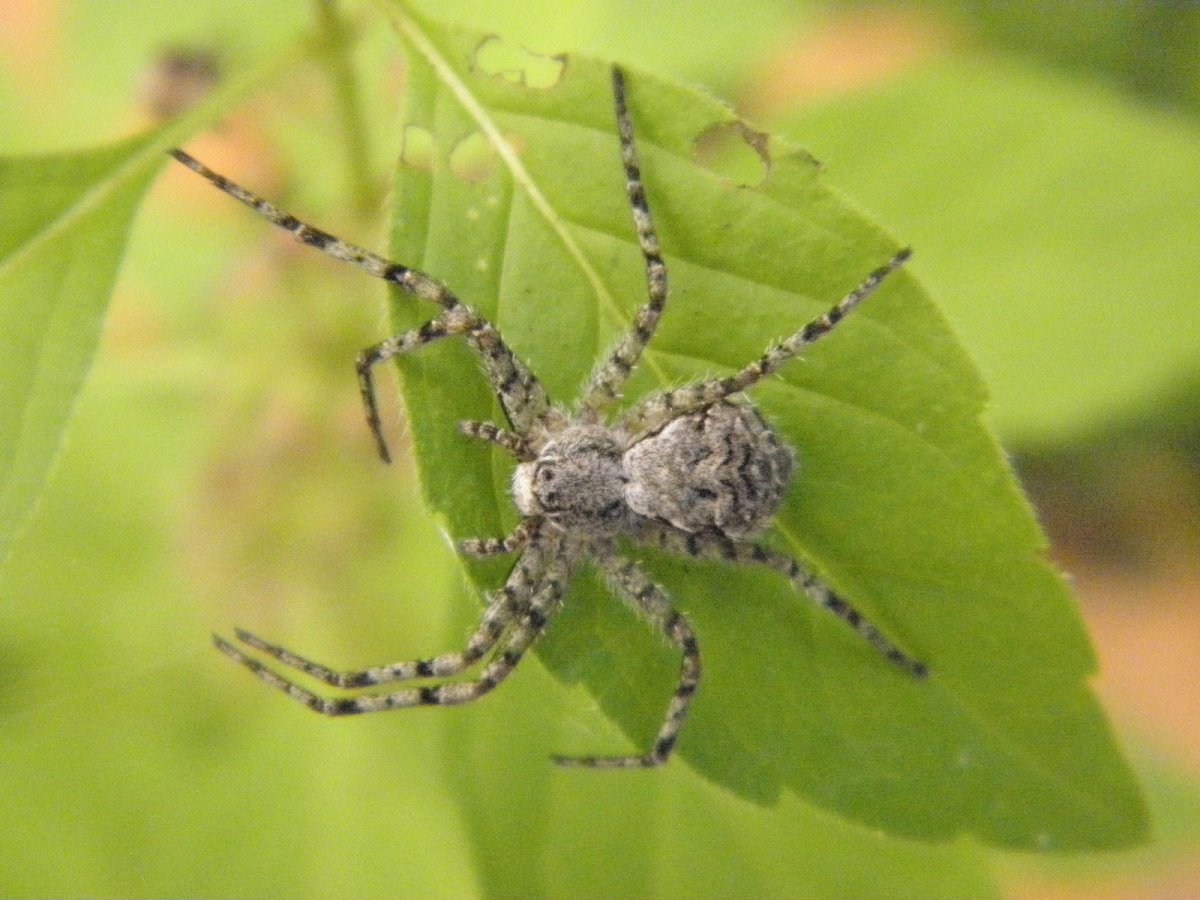 Ильменский заповедник пауки