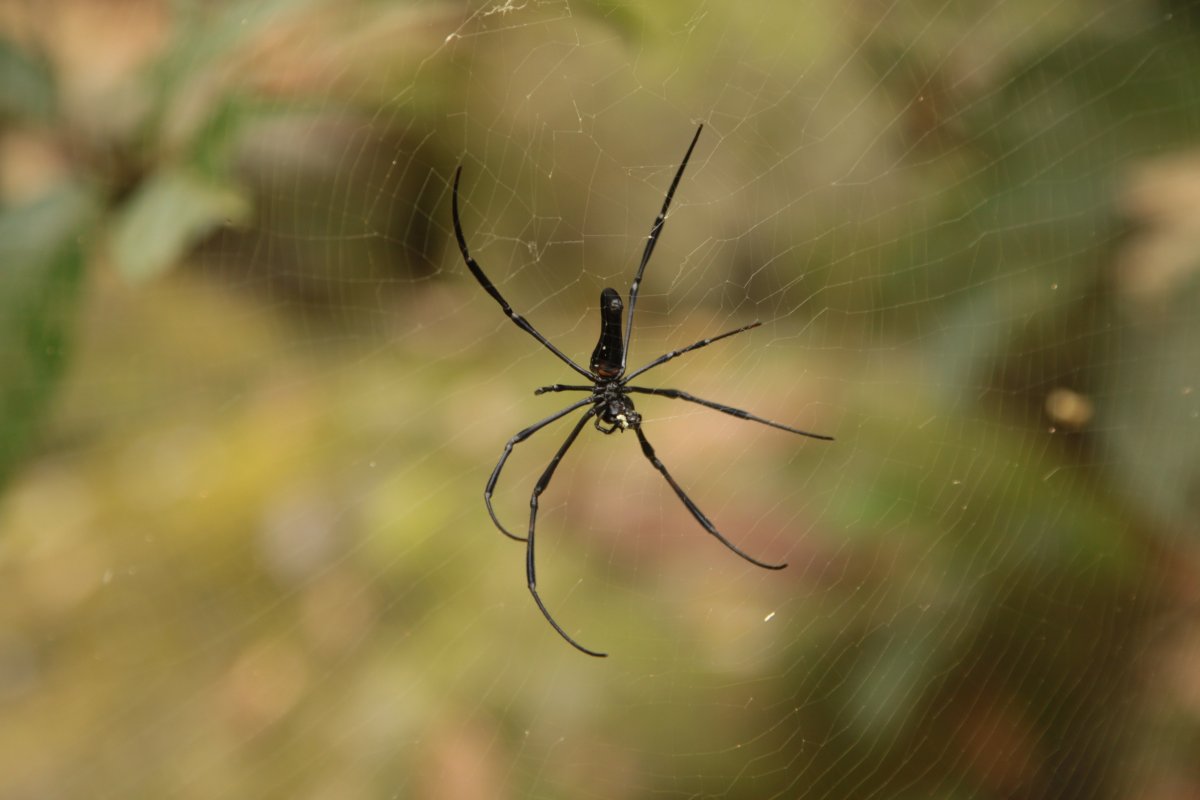 Беспозвоночные пауки на Урале