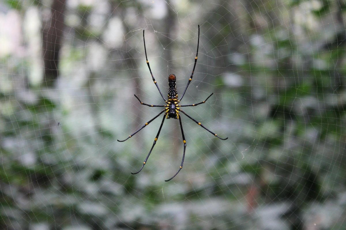 Паук сенокосец паутина