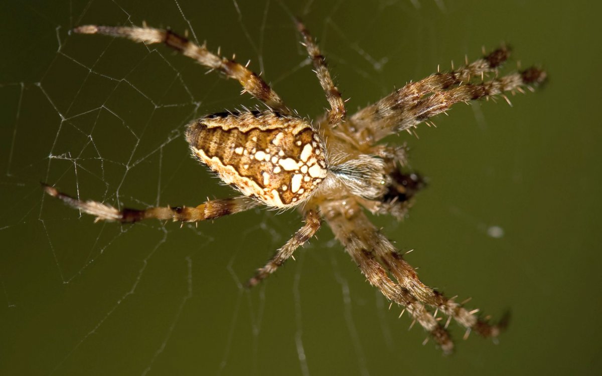 Паук крестовик