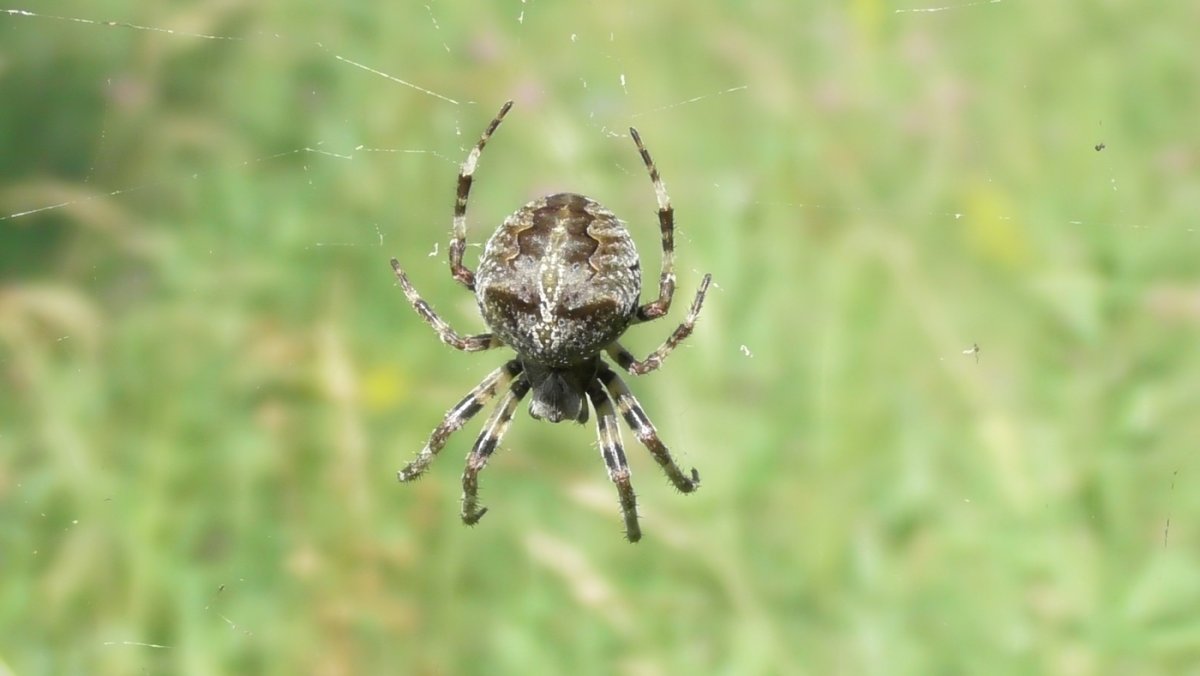 Паук Araneus angulatus