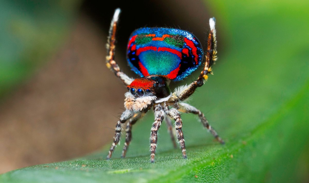 Maratus volans самка