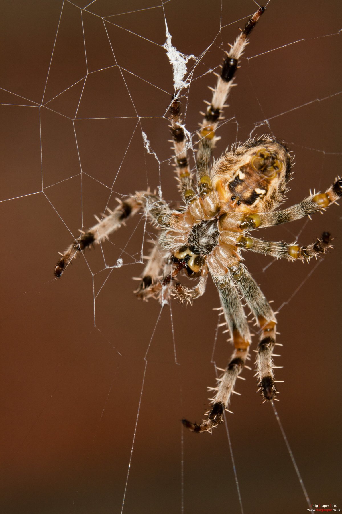 Пауки разных пород