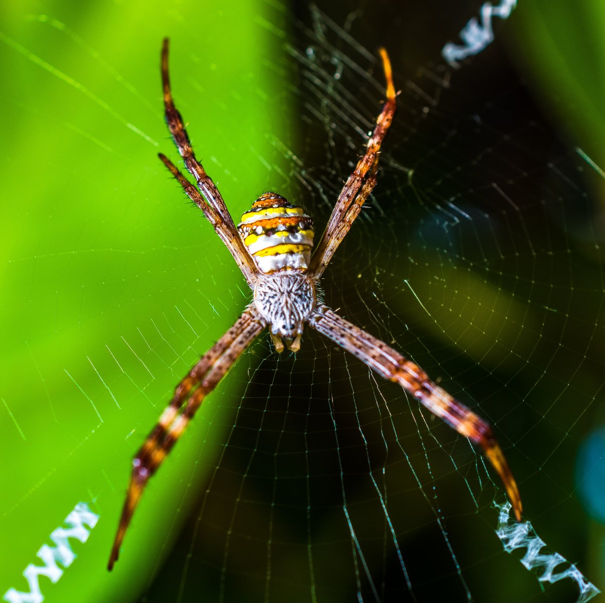 Паук Аргиопа паутина
