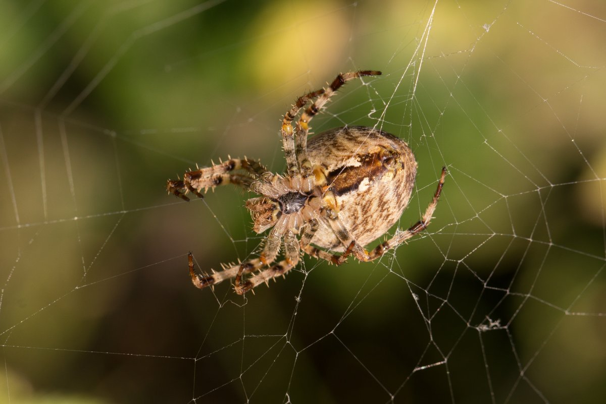 Araneus diadematus - крестовик