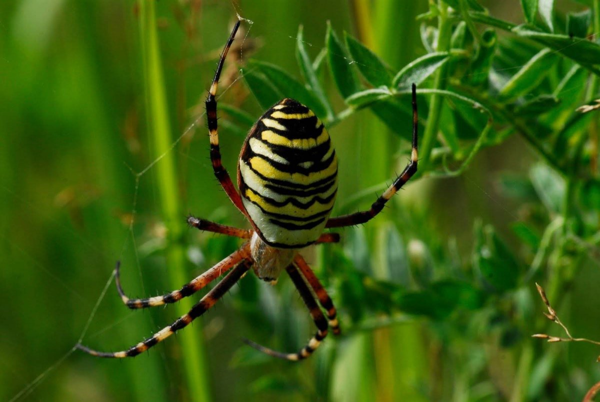 Аргиопа Брюнниха ареал
