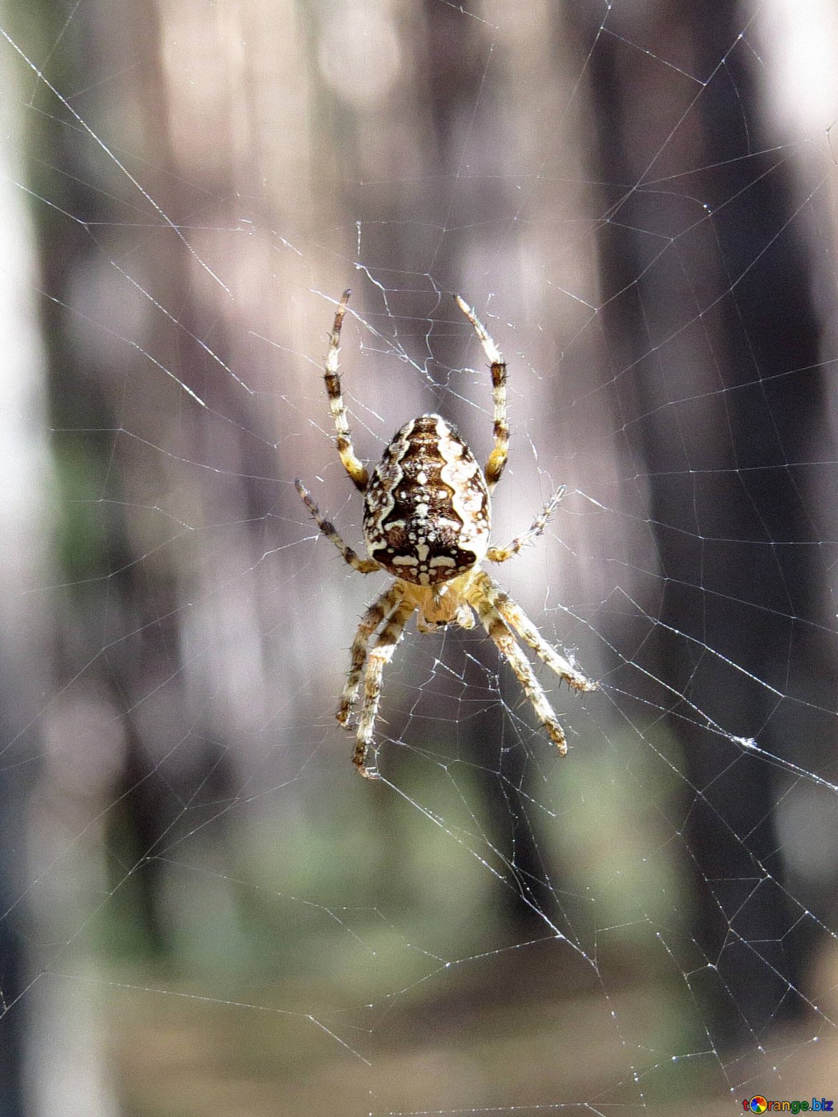 Ядовитые пауки в России
