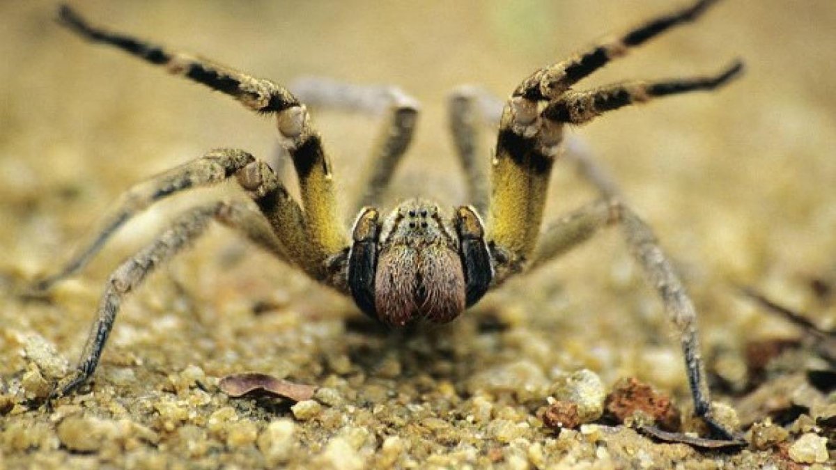 Цербал Аравийский паук