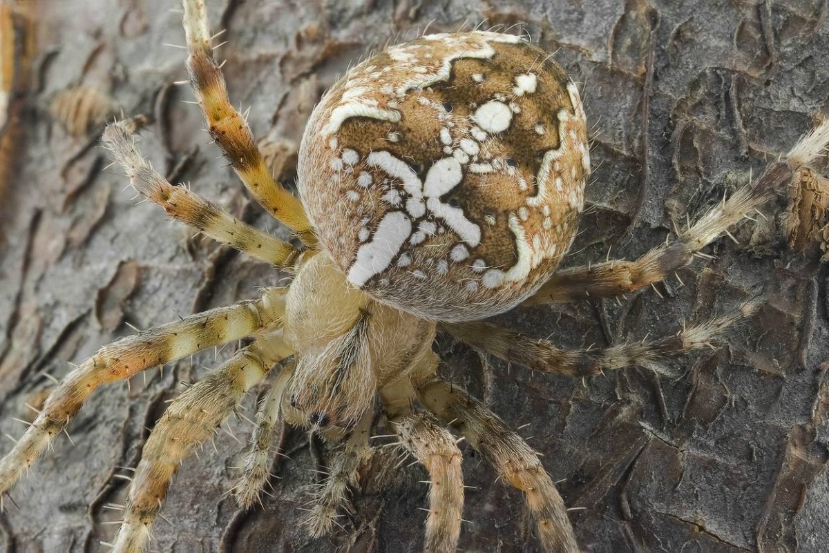 Обыкновенный крестовик - Araneus diadematus