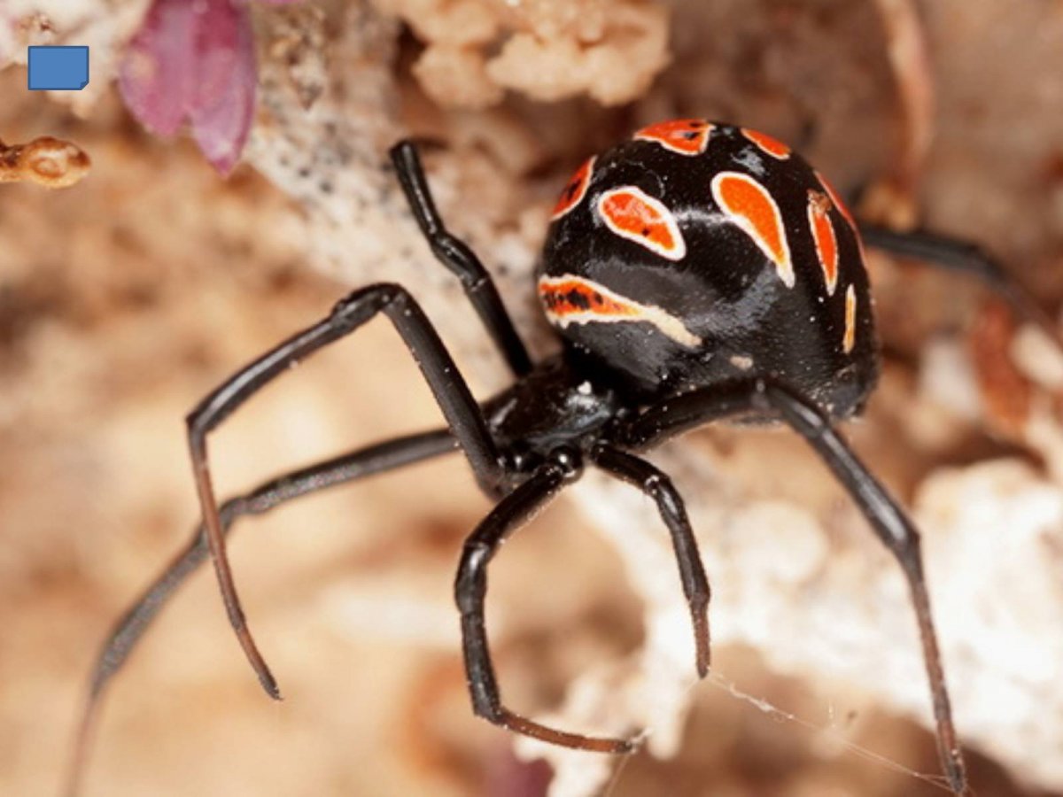 Каракурт черная вдова