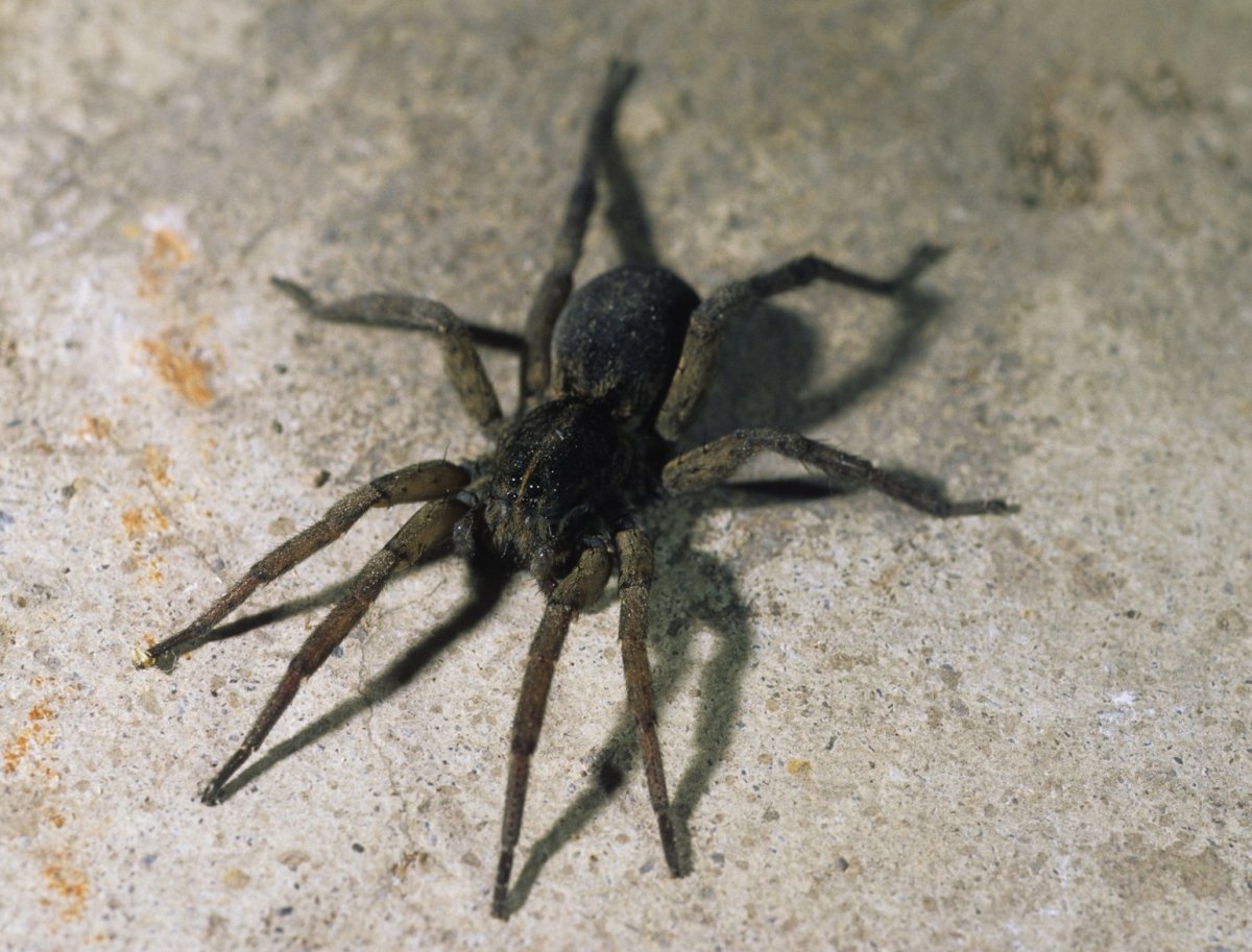 Паук-волк Wolf Spider