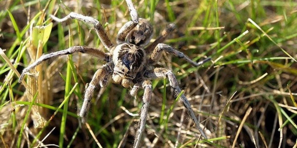 Тарантул Южнорусский Lycosa singoriensis