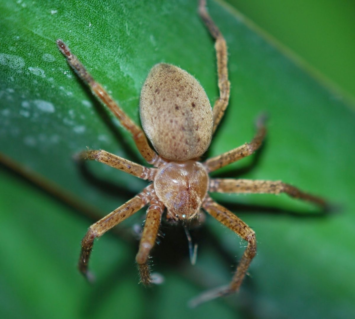 Виды пауков