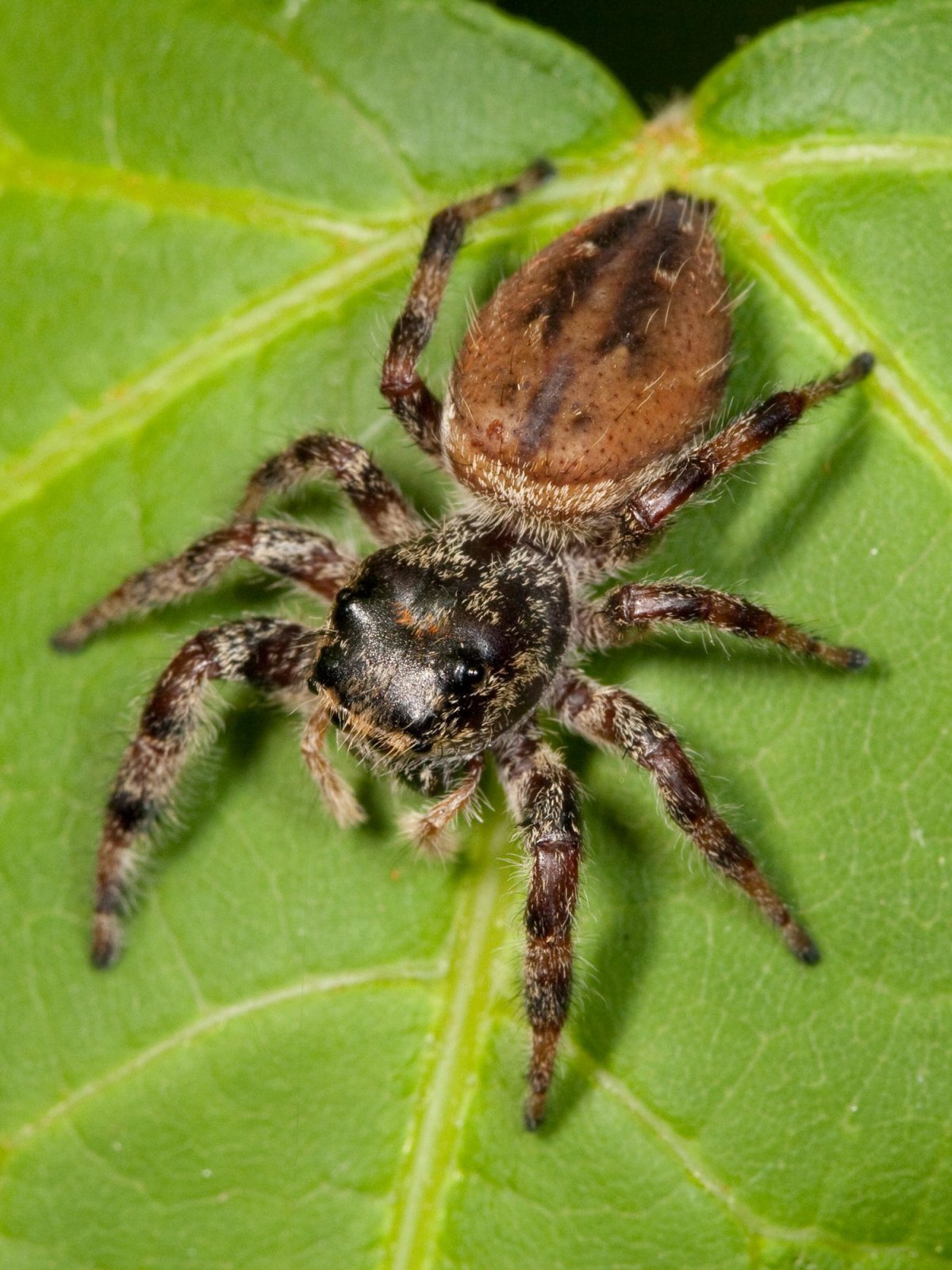 Phidippus Adumbratus