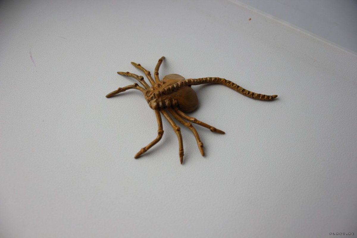 Паук из шишек