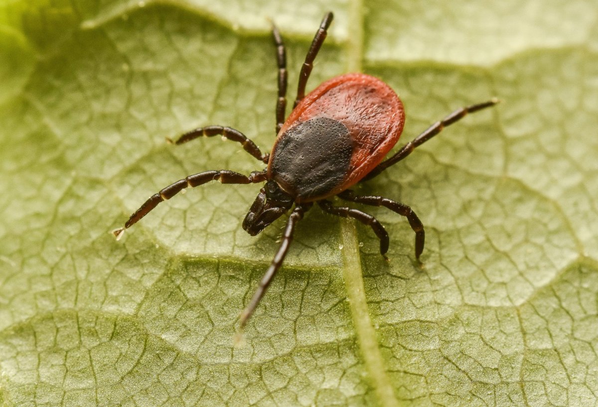 Ixodes Ricinus