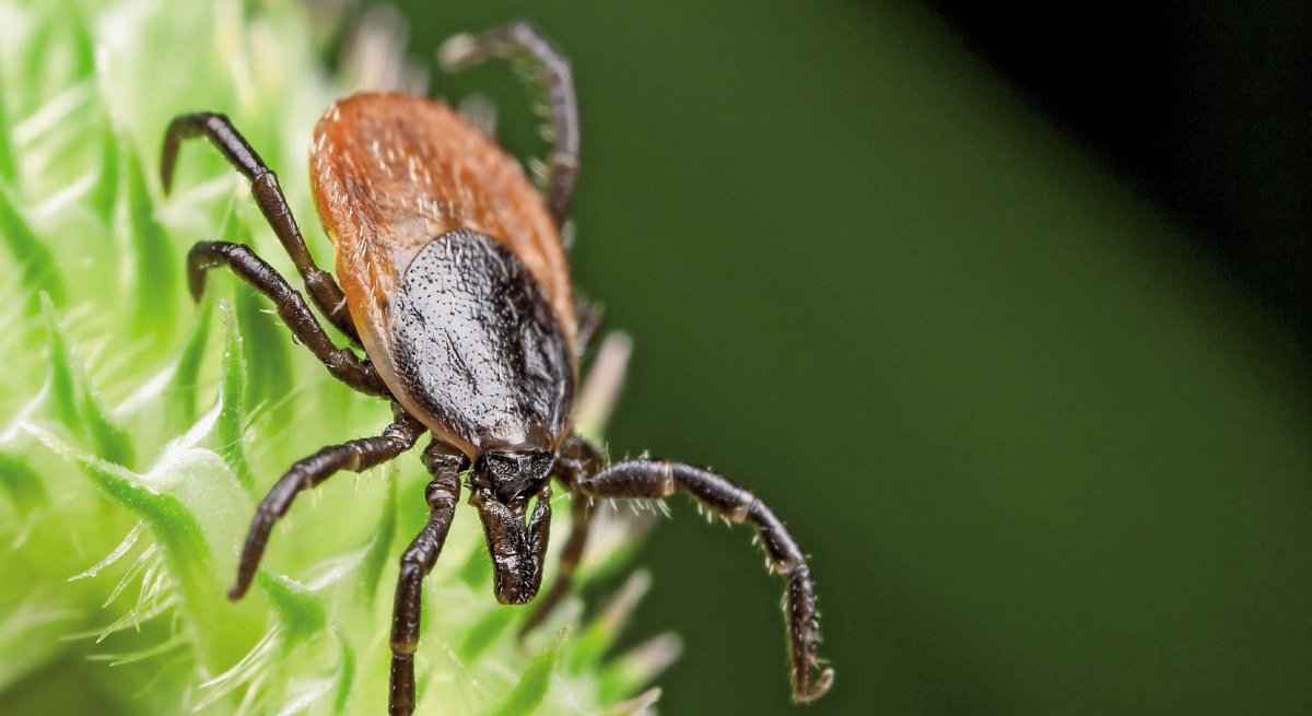 Иксоидные клещи