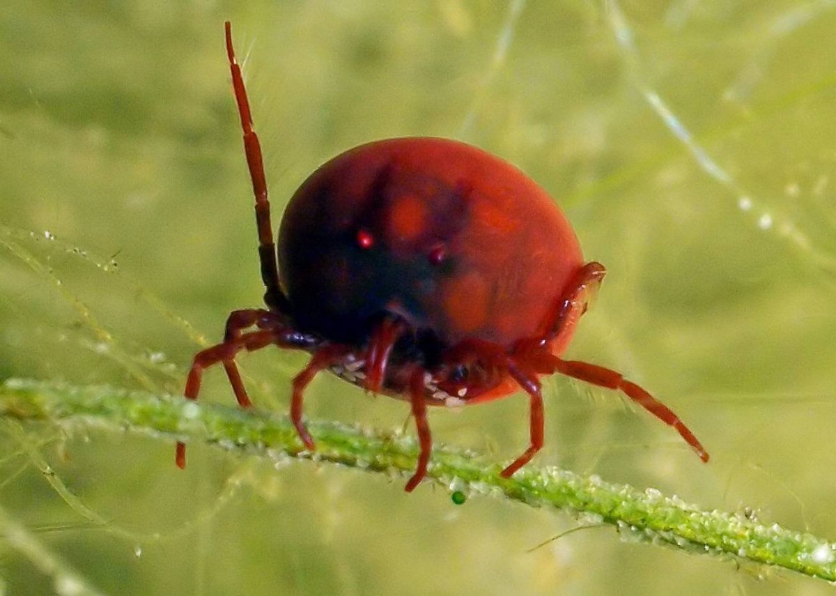 Водяной клещик