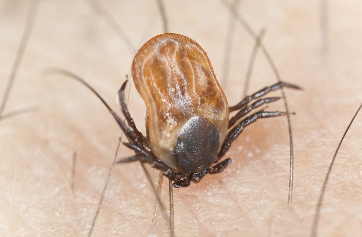 Клещ животное или насекомое