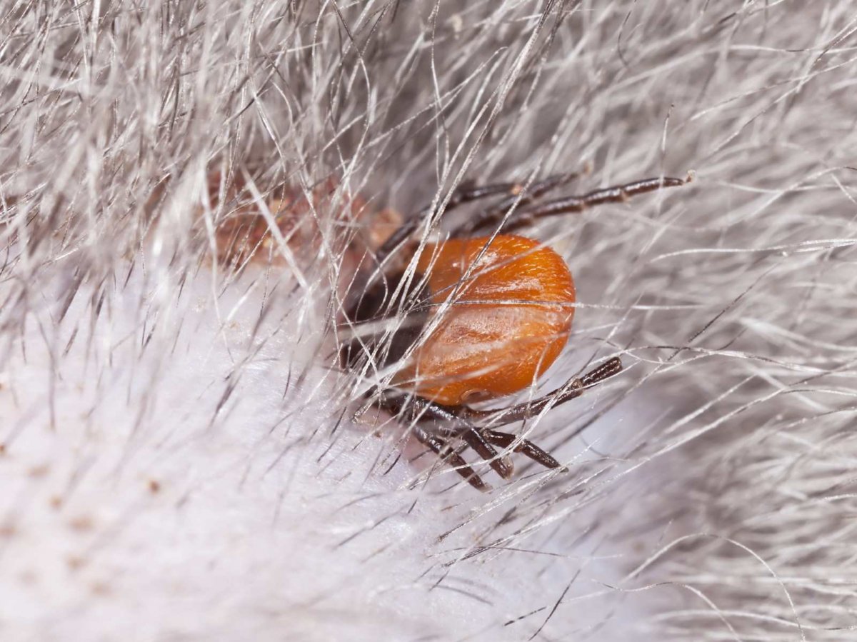 Опасные клещи для животных