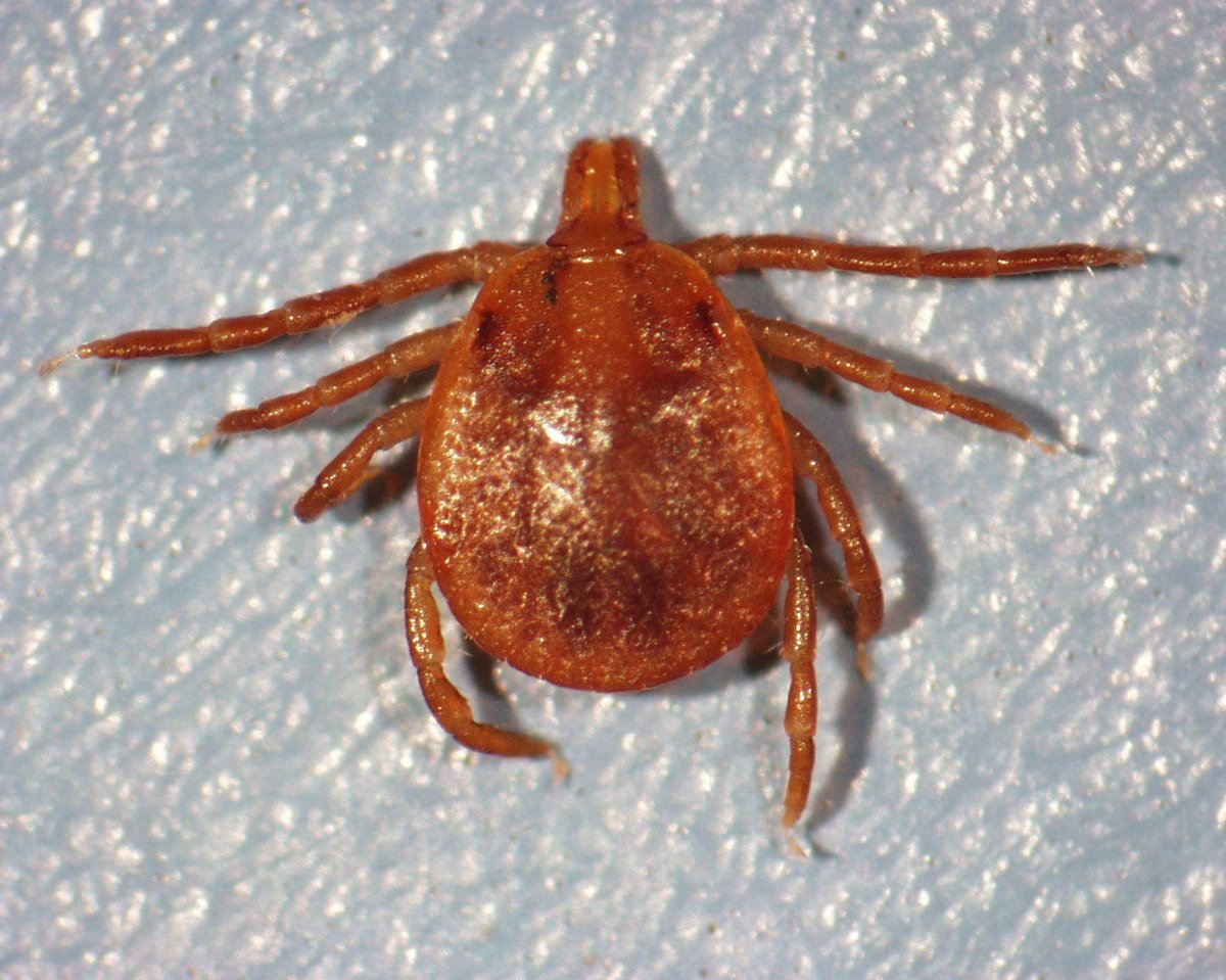 Клещ Amblyomma americanum