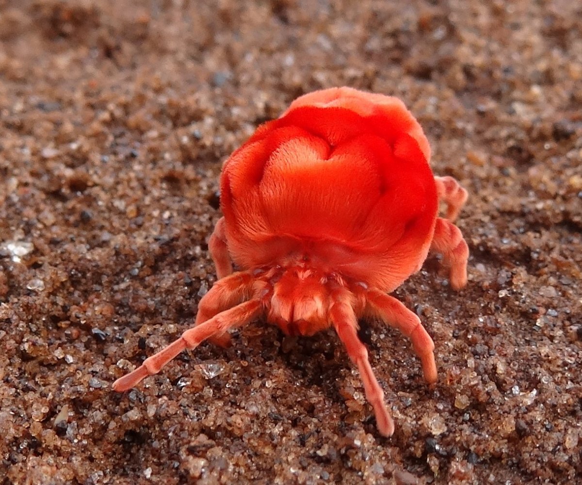 Красный клещ краснотелка