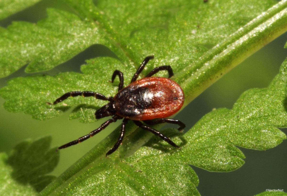 Клещ Ixodes Ricinus