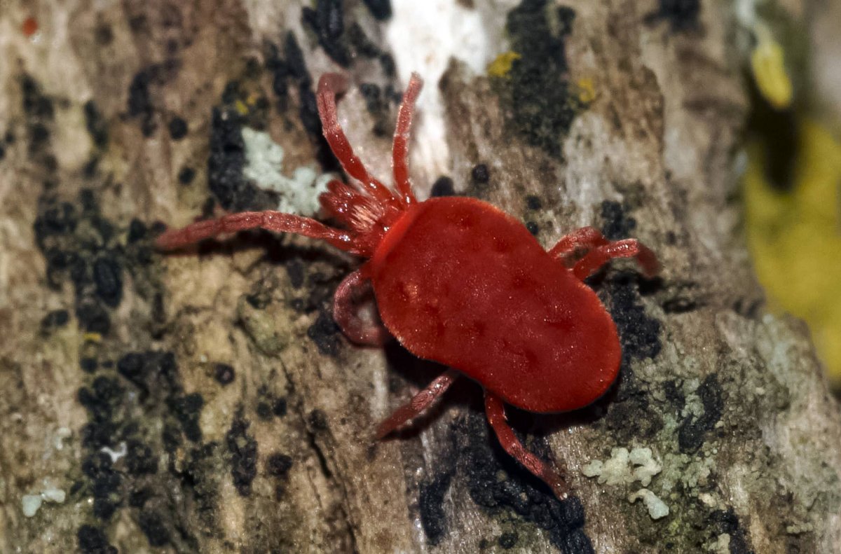 Trombidium holosericeum