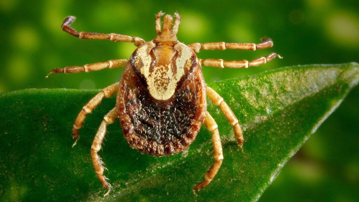 Лесной клещ